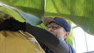 熟成度合いを見極めながら収穫