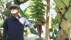 やっちろ汐バナナ 栽培の裏話:無農薬で育てる工夫と挑戦