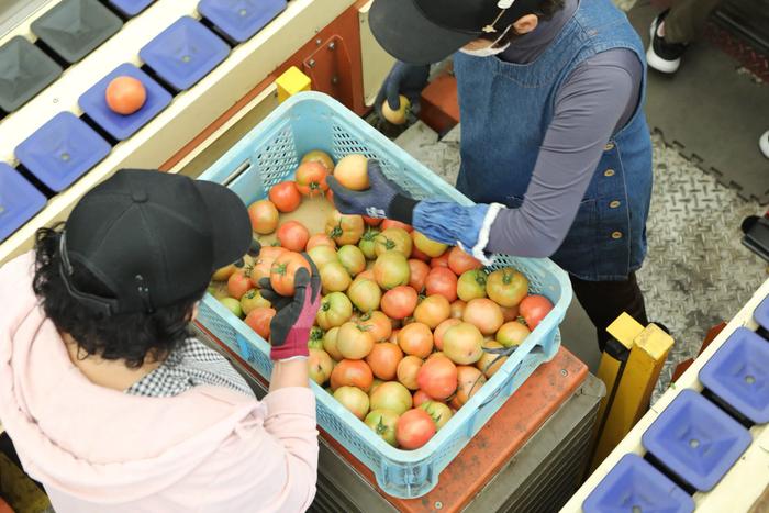 熊本青果出荷組合のトマト出荷の様子