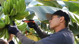 株式会社熊本青果物出荷組合について