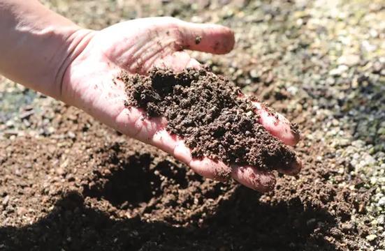 無農薬栽培により、有害な化学物質を避けて栽培される