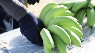 国産無農薬バナナの収穫