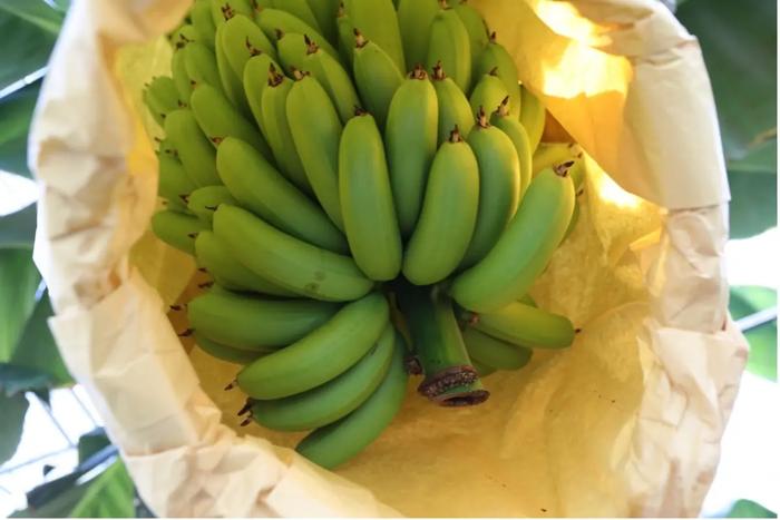 バナナを食べることの健康への影響