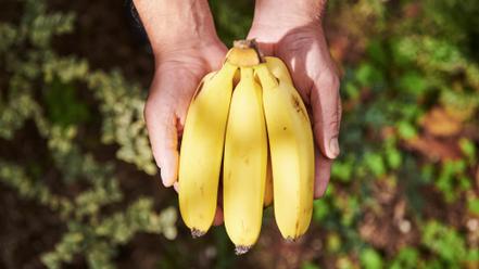 やっちろ汐バナナの皮は薄く、シャキシャキとした食感が特徴です
