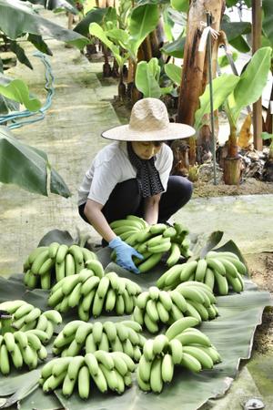 やっちろバナナ 季節の変化とバナナ栽培：自然のリズムに合わせて