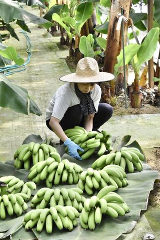 やっちろバナナは､持続可能な農業を実践