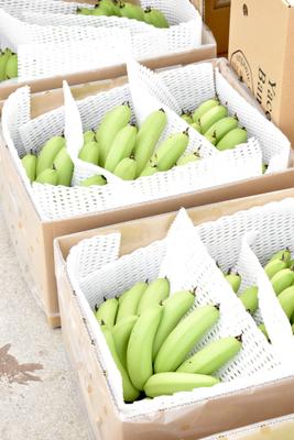 やっちろ汐バナナ 選別から洗浄、パッケージングまで、丁寧に行ってます。