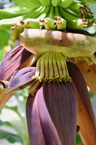 栄養価が高い葉や皮を身体に