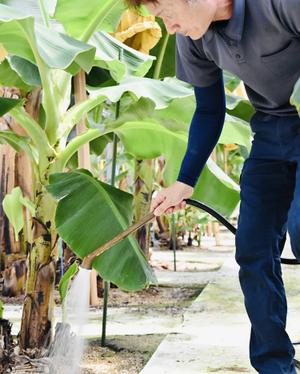 無農薬で育てられたバナナ