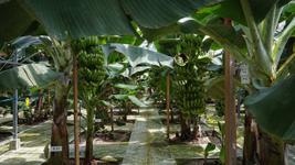 外国産バナナとの違い