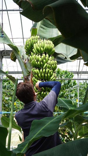 健康と環境に優しいバナナを実現