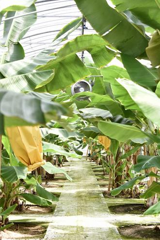 無農薬栽培であるため、安心して皮ごと食べることができます