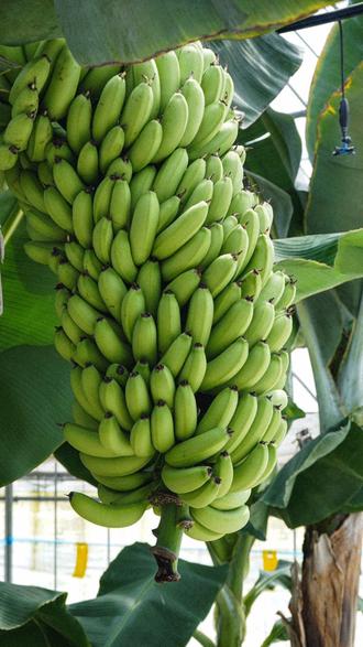 バナナのもつすべての恵みをいただいています