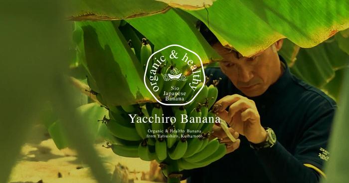 8月17日より、第3期「汐バナナ」の発売を開始いたします