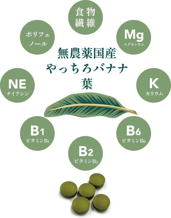 やっちろ汐バナナの葉には、他にも食物繊維やマグネシウム・ビタミン類を含んでおり、健康なからだづくりを内側から支えます。