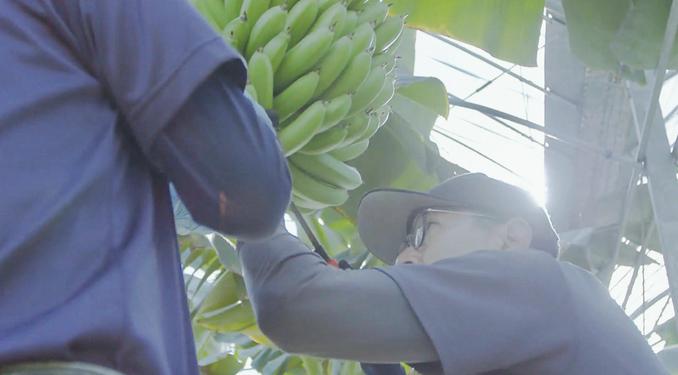 虫や害虫は全て手作業で取り除くことで、環境にも身体にも優しいバナナづくりを行っています