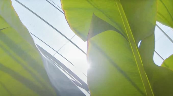 バナナの葉や皮の有効活用について