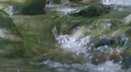 熊本県八代の清らかな自然の中で育てられています