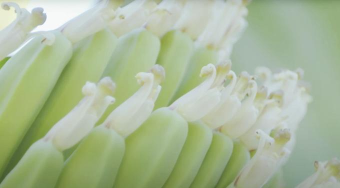 バナナと美容 自然の恵みで美しく