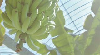 やっちろ汐バナナ