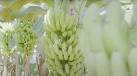 やっちろバナナ 寒冷な日本でのバナナ栽培