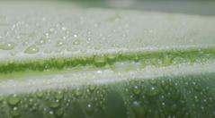 やっちろ汐バナナと健康 身体にうれしい恩恵