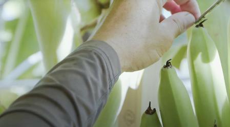 熊本県八代の清らかな自然の中で育てられています